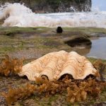 Beachfront at Gota Village Caramoan