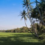 View from Manohara Hotel near Borobudur temple in Indonesia