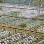 Getting there, Mt. Ijen in Indonesia