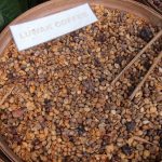 It was already midday when we left Tirta Empul. Before heading for lunch, we stopped by an Organic Farm where you can sample different types of coffee.