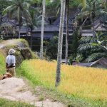 Rice paddies at the valley of Gunung Kawi.
