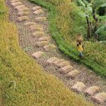 Gunung Kawi or Poet Mountain at Ubud, Bali, Indonesia.