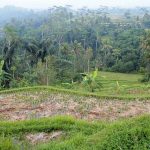 According to wikipedia, about 1,000 hectares are being converted into tourist facilities annually