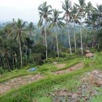 These rice paddies are in serious threat due to the influx of tourists to Bali