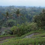 The Subak was developed more than a thousand years ago