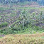 The Subak is the water management system for the paddy fields of Bali