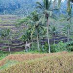 The Subak was recently listed as a UNESCO World Heritage Site
