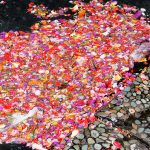 Some of the flower petals washed to the sides of the spring.