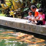 Upon entering this Bali temple, you are greeted by a wide pool filled with huge koi fish.