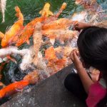 Some of the fishes are as big as my entire leg.