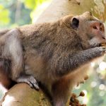 Eat, Pray, ...Walk: Roaming the Streets of Ubud on Foot