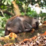Eat, Pray, ...Walk: Roaming the Streets of Ubud on Foot