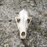 A dog (?) skull we chanced upon at Tandoyong Island