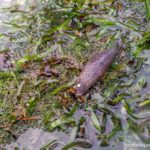 We saw this sea cucumber (I think) at Tandoyong Island
