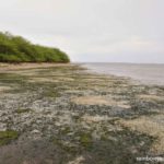 Tandoyong Island's beach is laden with sea grass