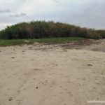 There are a lot of broken corals along the beach of Tandoyong Island