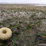 A sea urchin skeleton at Tandoyong Island off the coast of Tondol White Sand Beach