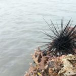 Better bring aqua shoes when you go to Tondol White Sand Beach. There are a lot of sea urchins.