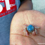 Found this tiny blue (dead) crab at Tondol White Sand Beach in Anda, Pangasinan