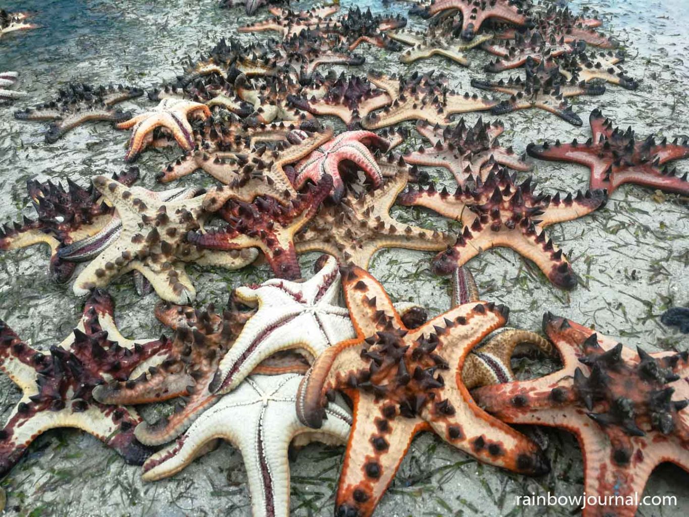 Some of the star fish that fell victim to irresponsible tourists taking them out of the water for selfies. So sad.
