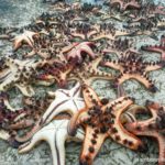 Some of the star fish that fell victim to irresponsible tourists taking them out of the water for selfies. So sad.