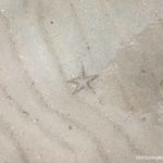 Starfish at Tondol White Sand Beach