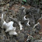 Enchanted Cave Resort used to be underwater. You can see a lot of these giant clams around the resort.