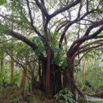Balete tree inside Enchanted Cave Resort Bolinao