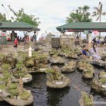 The Hundred Islands Koi and Bonsai garden at Lucap Park is a miniature version of the National Park