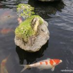 Koi fish at the miniature Hundred Islands Koi and Bonsai Garden