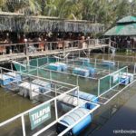 Fish pen at Ciudad Elmina in Pangasinan