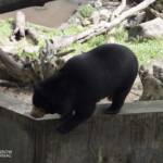 black bear