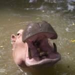 hippopotamus with mouth wide open