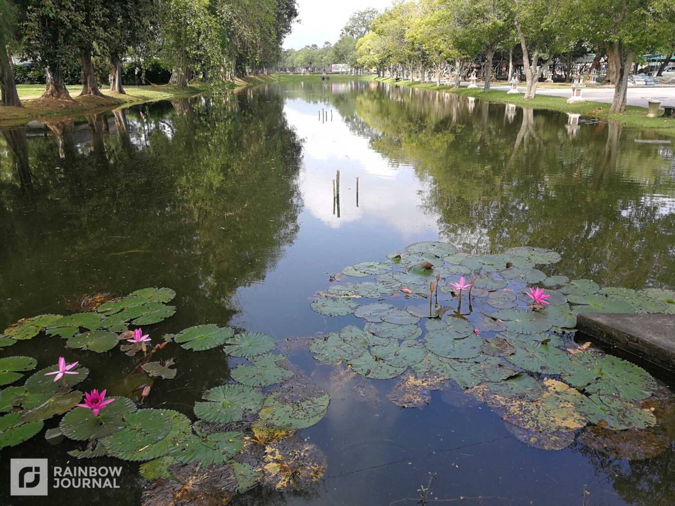 Lilies in man-made lake