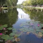 Lilies in man-made lake