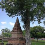 Tree beside a stupa