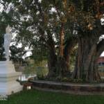 Standing Buddha statue beside a large tree