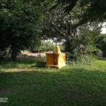 Bust of royal figure in the middle of a park