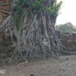 Buddha head entwined in roots