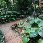 Pathway flanked by garden