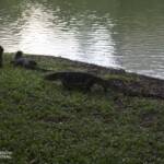 Giant monitor lizards