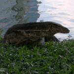 large monitor lizard