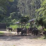 a herd of elephants