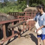 a woman feeding a baby elephant