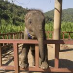a baby elephant