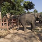 an adult elephant