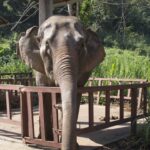 an adult elephant
