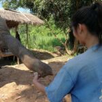 a woman placing food on an elephant's outstretch trunk