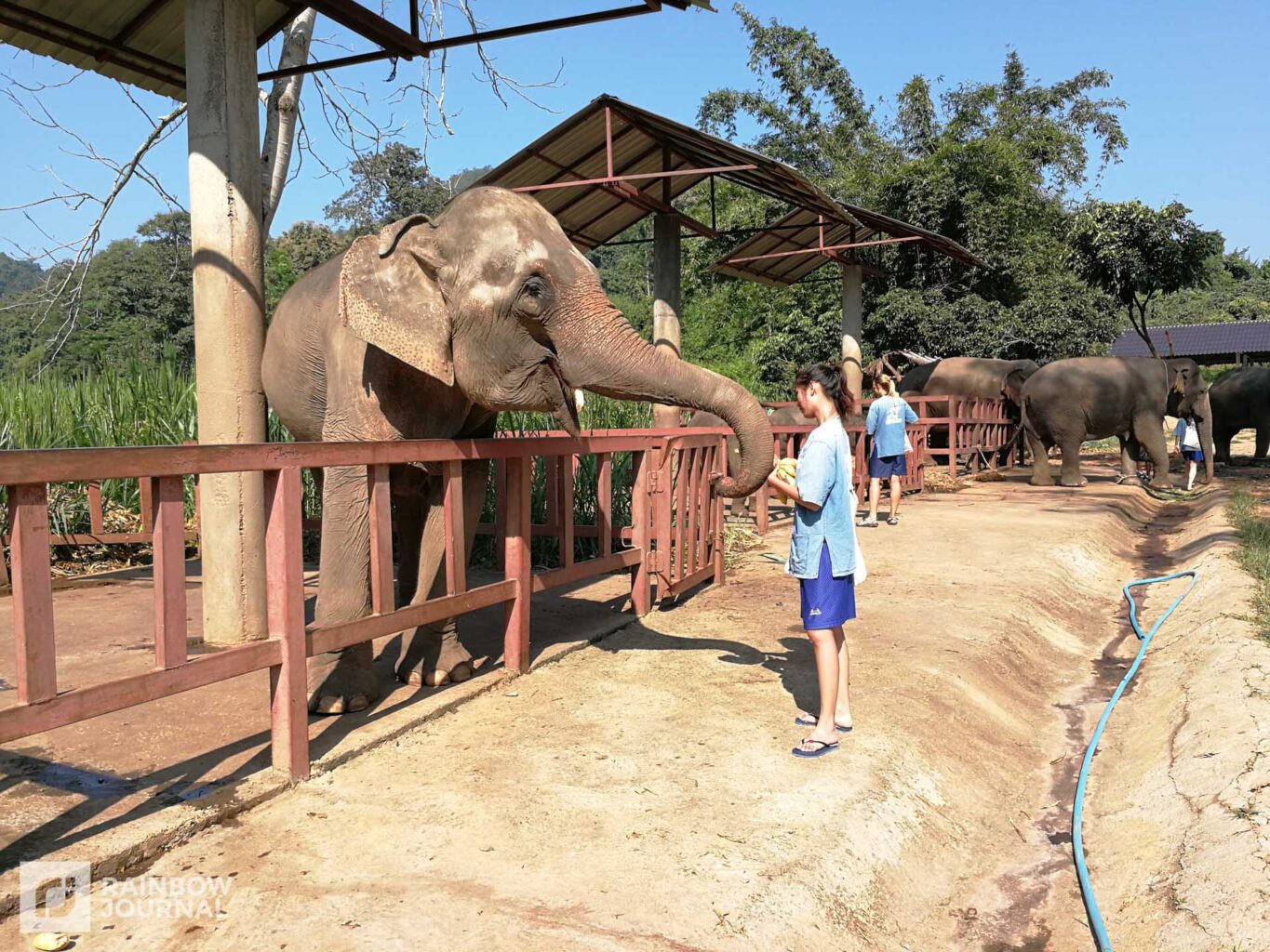 an elephant with its trunk reaching towards a woman feeding it