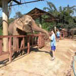 an elephant with its trunk reaching towards a woman feeding it